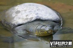 世界寿命最长的十大龟类