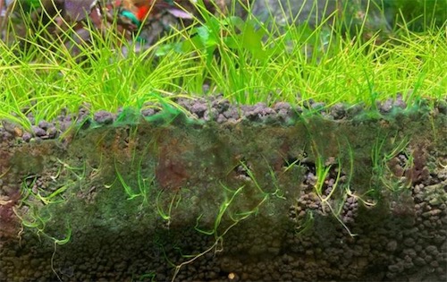 最早的水生植物 35亿年前就存在的蓝绿藻