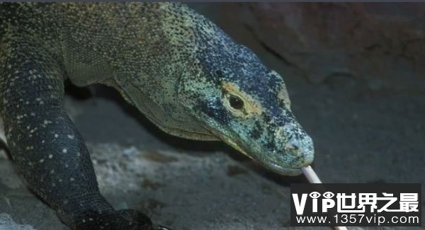 世界上最大的蜥蜴是什么：科摩多巨蜥