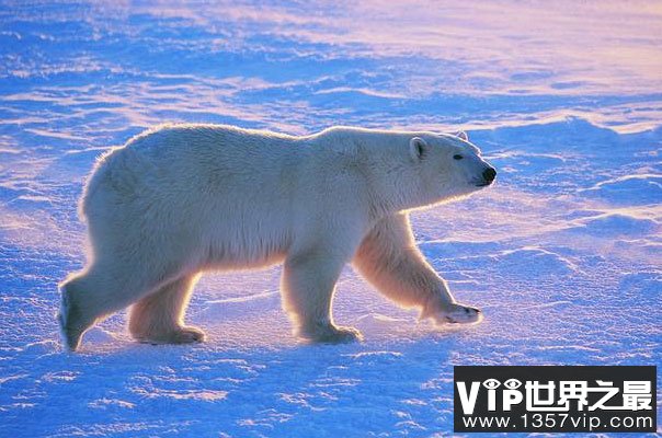 世界上现存陆地最大食肉动物：北极熊