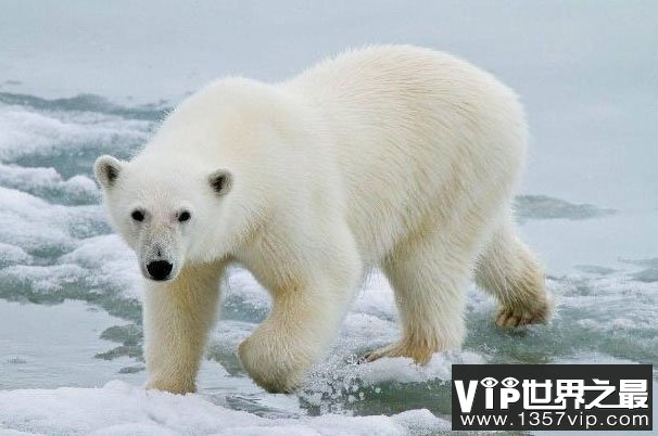 世界上现存陆地最大食肉动物：北极熊
