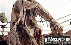 日本1977年巨型海怪尸体事件:海怪重量约2吨
